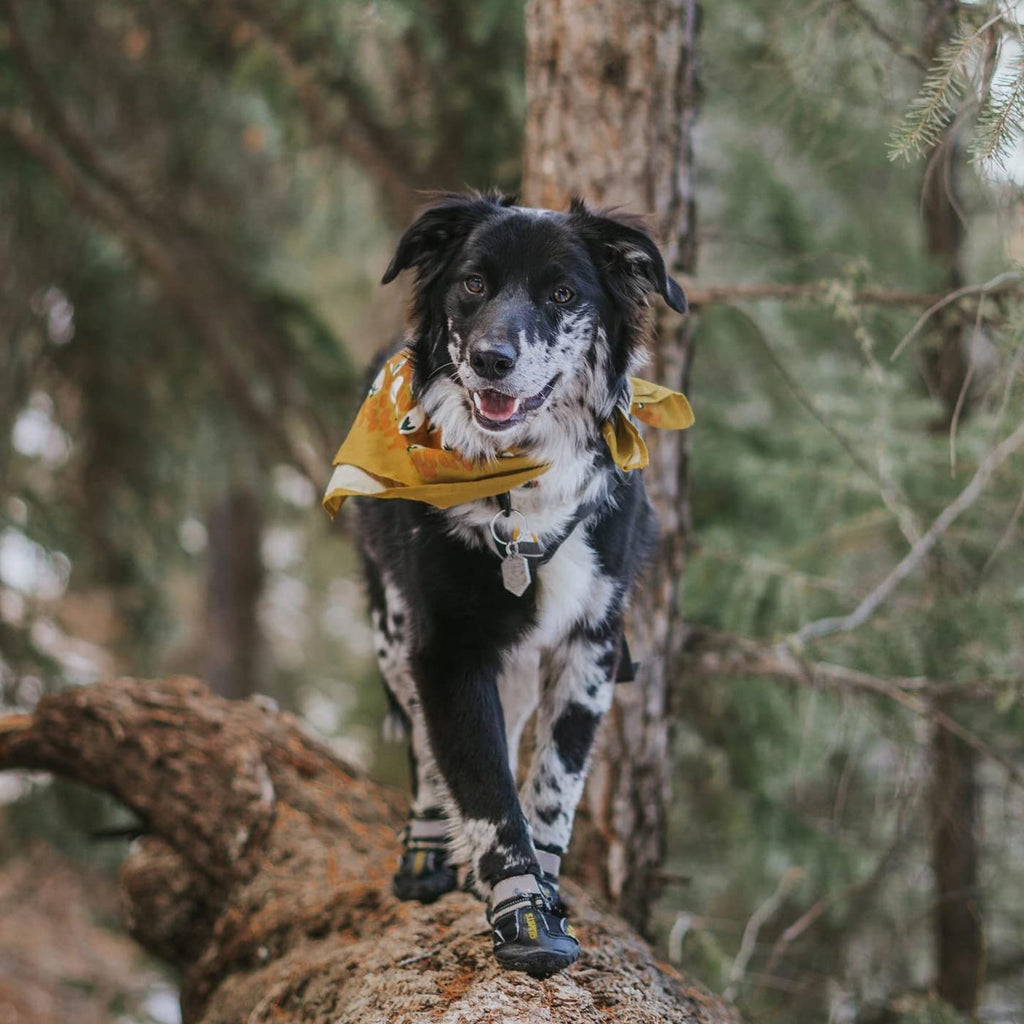 Premium Dog Boots for All Seasons - Durable, Water-Resistant Paw Protectors for Large & Medium Dogs - Ideal for Snow, Hot Pavement, and Indoor Slippery Floors